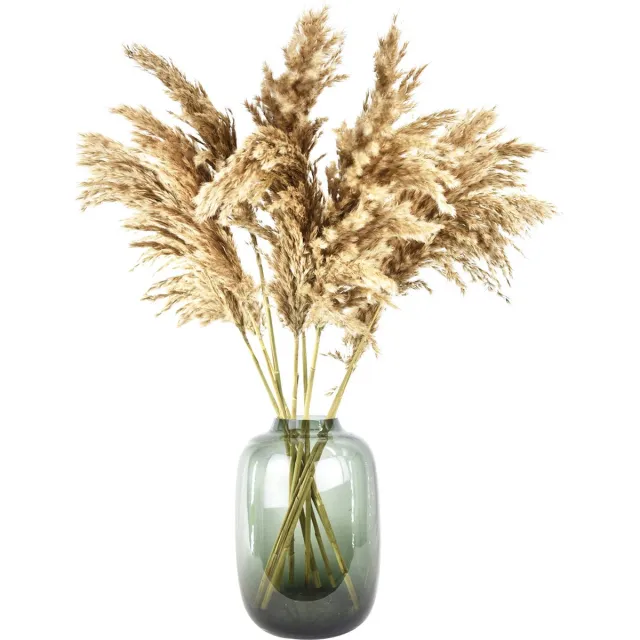 Natuurlijk Bloemen Pampas pluimen - 10 stuks - 70 cm - Natural Dried Flowers - Droogbloemen naturel