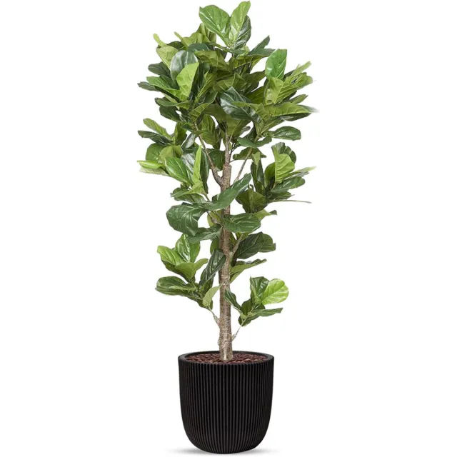 HTT Decorations Kunstplant Ficus Lyrata in planter ball Groove zwart H210 cm
