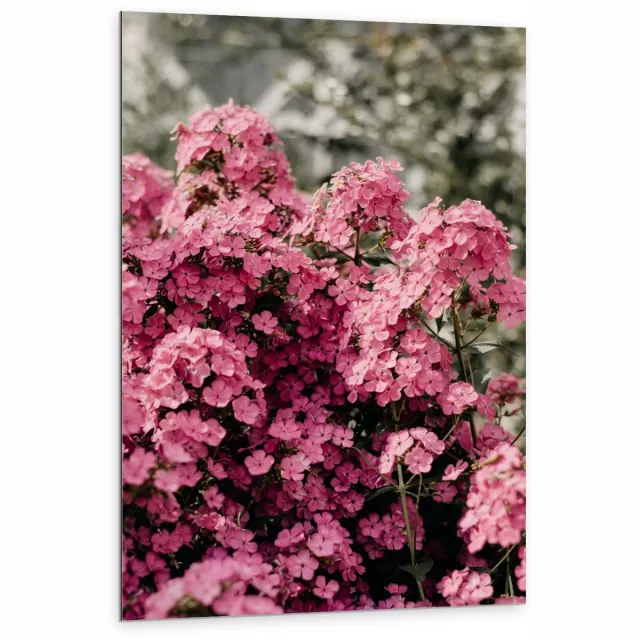 KuijsFotoprint Dibond - Roze Bloemetjes - 80x120cm Foto op Aluminium (Met Ophangsysteem)