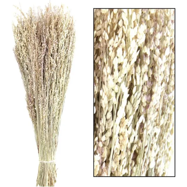 Dijk Naturel Collections Droogbloemen bundel 'Star grass' - ↑50 cm white wash