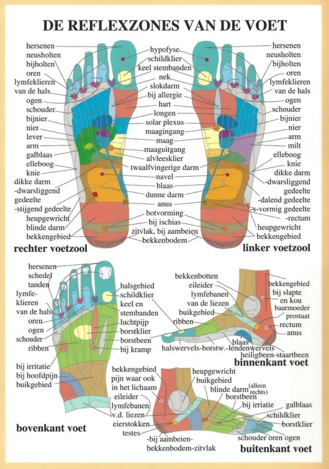 van Baarle Het menselijk lichaam - anatomie poster voetreflexzones (Nederlands, gelamineerd, A2) zonder ophangsysteem