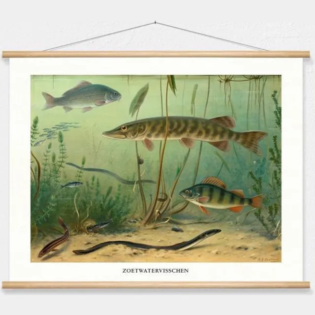 wallchart unlimited Schoolplaat 'Zoetwatervissen (I)' van M.A. Koekkoek wit