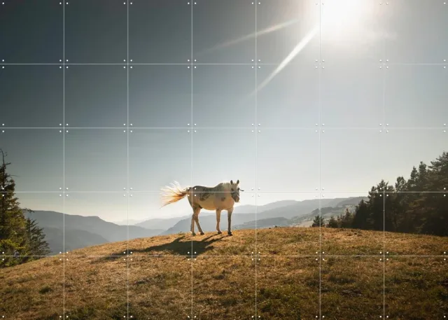 IXXI Cavalla Bianco-Italian horse, Claire Droppert - 140 x 100 cm - Grote wanddecoratie en posters - Fotografie, Naturalisme, Realisme, Studeerkamer Blauw / Wit / Groen