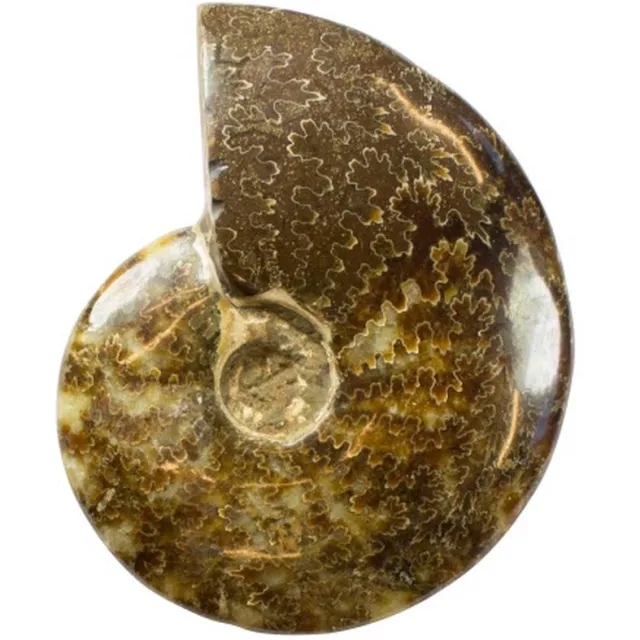 twintes Mooie gepolijste Ammoniet (fossiel) 493 gram multi