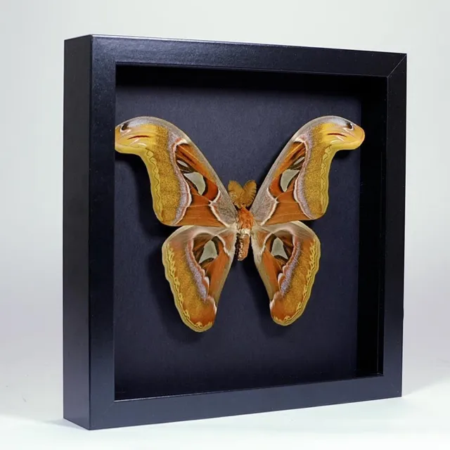 Vlinders in Lijst Opgezette Atlasvlinder in Elegant Zwarte Lijst - Attacus Atlas