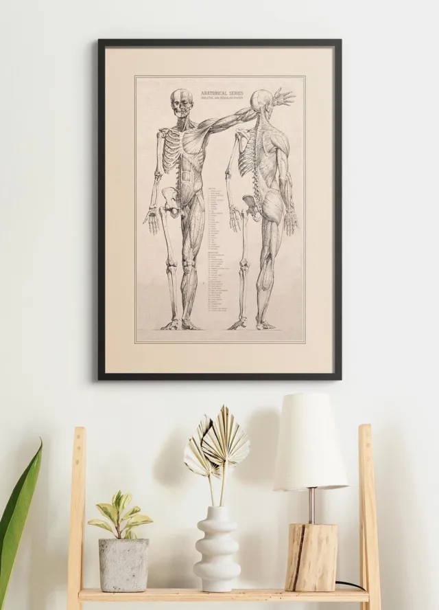 Esque Poster In Zwarte Lijst - Vintage Anatomie - 70x50 cm - Hart, Spieren, Organen en Skelet