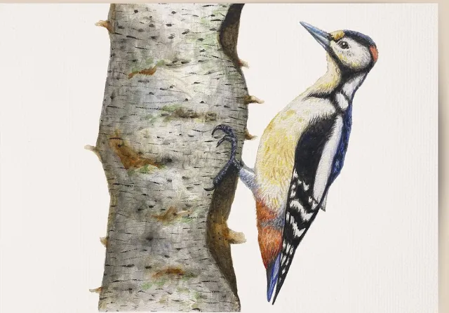 World of Mies poster specht - A4 - mooi dik papier - Snel verzonden! - vogels - dieren in aquarel - geschilderd door Mies grijszwart