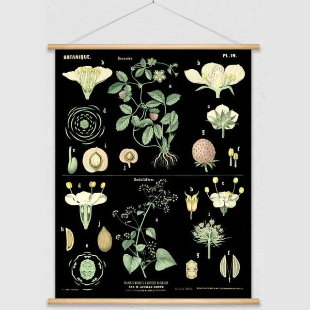 wallchart unlimited Heruitgave van vintage antieke Franse schoolplaat - Aardbei en fluitenkruid zwart, groen, geel, rood