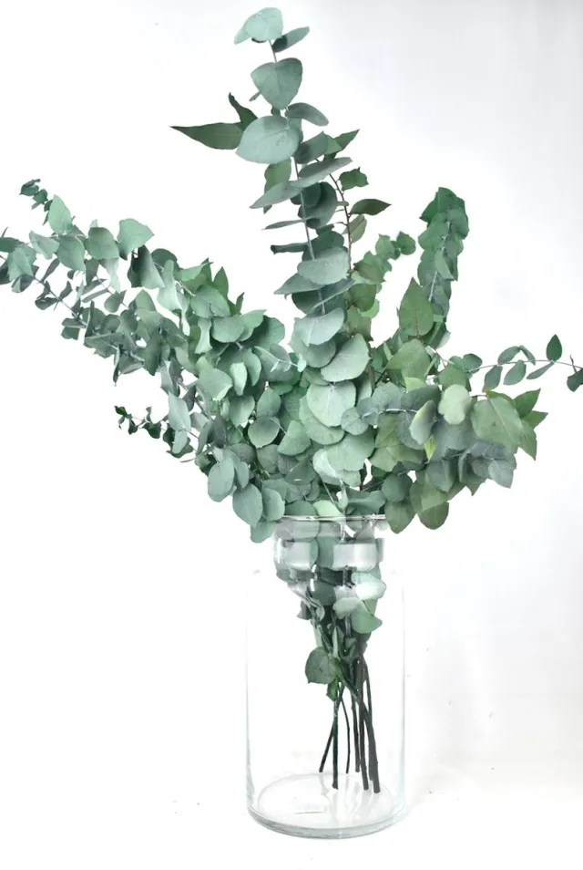 Natuurlijk Bloemen Eucalyptus Takken - Droogbloemen - Gepreserveerd Grijs