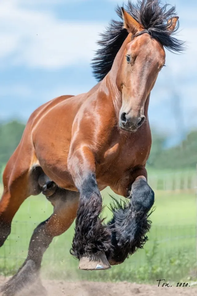Passion For Art Trekpaarden TW18 - Foto - Ton van der Weerden - Fine Art Print op fotokwaliteit papier - 40 x 60 cm kleur