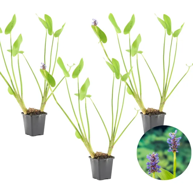 Bloomique Set van 3 - Pontederia Cordata - Moerashyacint - Snoekkruid - Vijverplanten - Waterplanten - Winterhard - Hoogte 10-20 cm - Pot 9 cm 3x Kweekpot