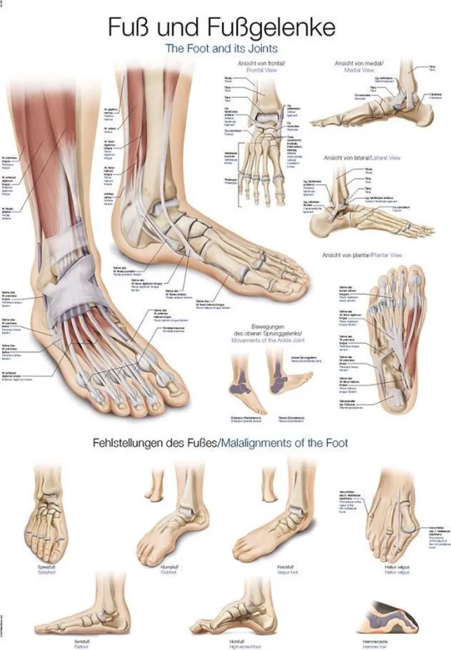 Erler-Zimmer Het menselijk lichaam - anatomie poster voet en voetgewrichten poster (kunststof-folie, 70x100 cm)