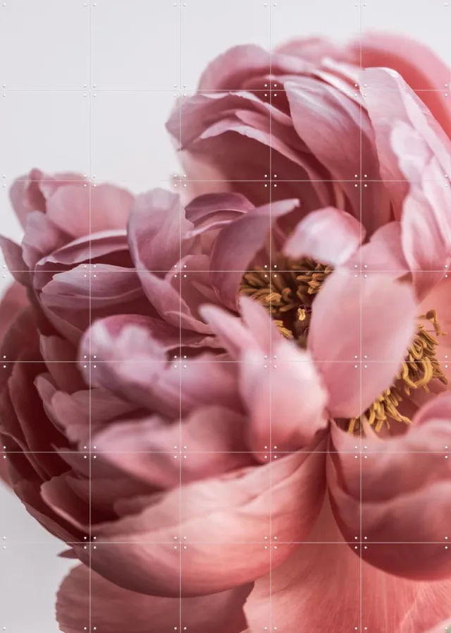 IXXI Peony, Mareike Böhmer - 100 x 140 cm - Grote wanddecoratie en posters - Fotografie, Woonkamer, Slaapkamer, Gang, Bloemen Roze