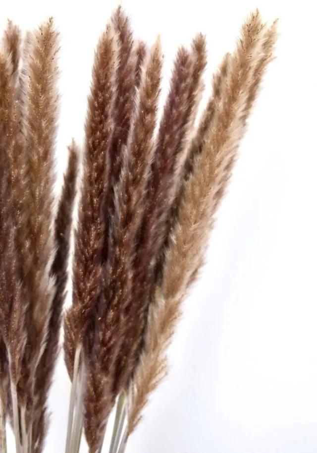Natuurlijk Bloemen Pampas Fluffy Pluimen | 12 stuks | 70 cm | Droogbloemen | Natuurlijk Bloemen | Pampas grassen Bruin