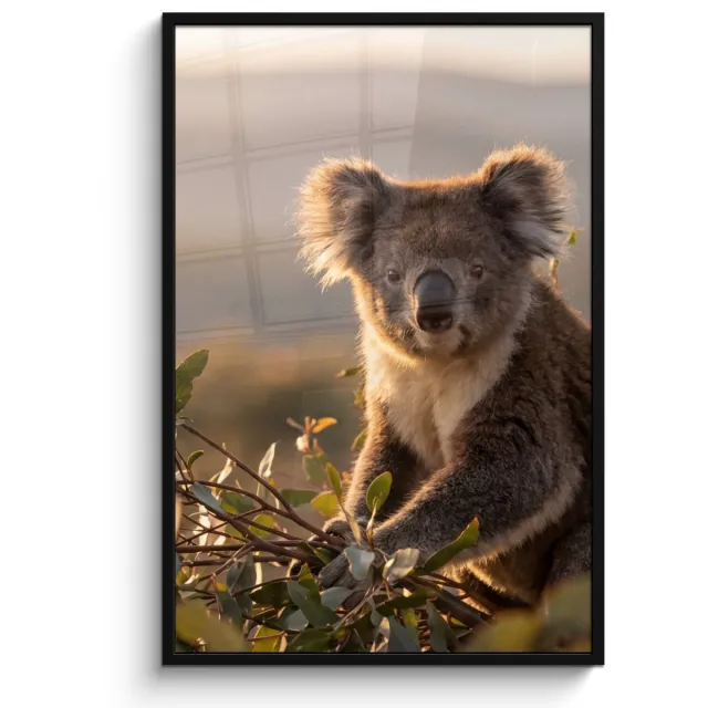 FrameYourWall Poster in lijst - Fotolijst 80x120 cm - Posters - Koala - Bladeren - Ochtendlicht - Posterlijst zwart - Decoratie - Wanddecoratie woonkamer - Muurdecoratie slaapkamer