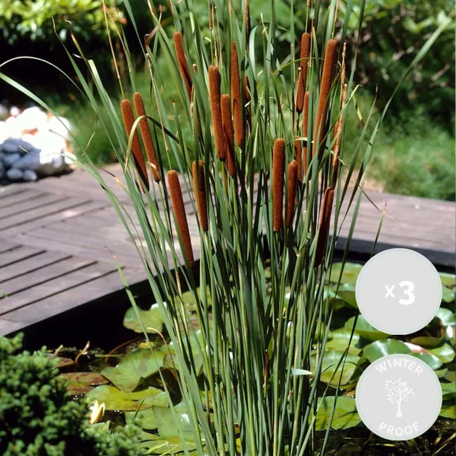 Bloomique Set van 3 - Typha Latifolia - Grote Lisdodde - Rietsigaar - Vijverplanten - Winterhard - Vijverzone 2-3 - Hoogte 15-25 cm - Pot 9 cm 3x Kweekpot