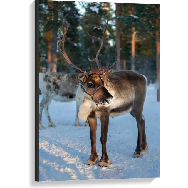 KuijsFotoprint Canvas - Rendier in de Sneeuw - 60x90cm Foto op Canvas Schilderij (Wanddecoratie op Canvas) Groen
