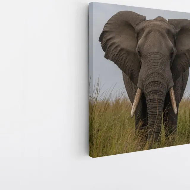 Saammp Canvas Schilderij - olifant in het gras - Afrika - Dieren - 30x30 - Foto op canvas - Wanddecoratie - muurdecoratie Woonkamer - Slaapkamer decoratie - Canvas Print Multicolor