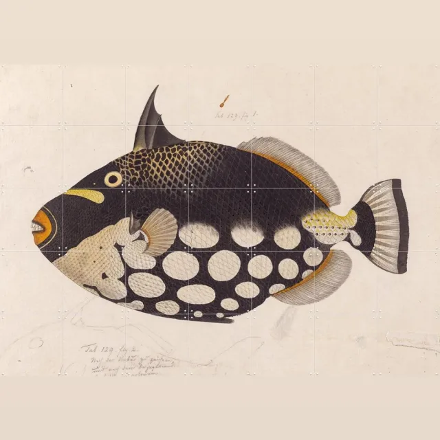 IXXI Black Fish, Kawahara Keiga & Naturalis - 140 x 100 cm - Grote wanddecoratie en posters - Realisme, Vintage, Naturalisme, Speels, Illustraties Zwart / Donkere tinten / Wit