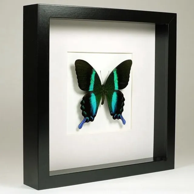 Natural interior 1 opgezette vlinder Papilio blumei in houten lijst 27x27 Natural Interior incl naam en herkomstlabel museum zwart