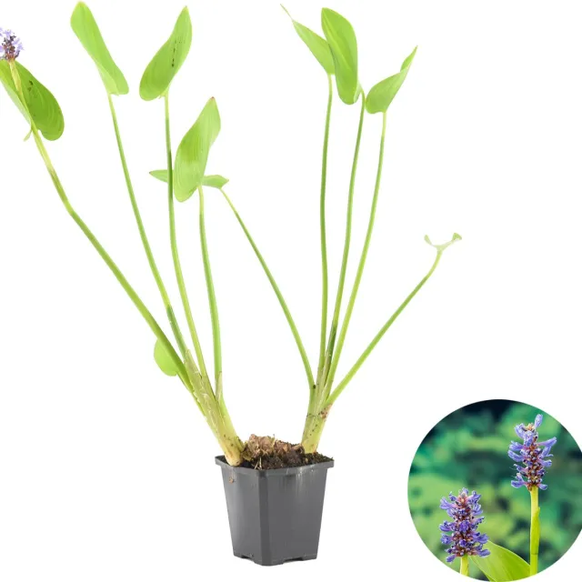 Bloomique Pontederia Cordata - Moerashyacint - Snoekkruid - Vijverplanten - Waterplanten - Winterhard - Hoogte 10-20 cm - Pot 9 cm 1x Kweekpot