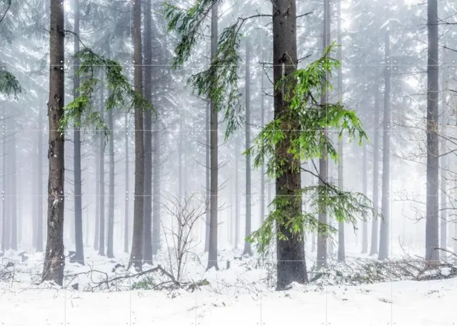 IXXI Panoramic Snow Forest, Jan Becke - 140 x 100 cm - Grote wanddecoratie en posters - Fotografie, Landschappen Grijs