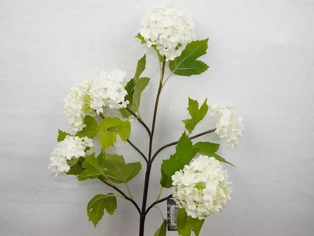 Sense Viburnum Roseum - Gelderse Roos x6 cream 60cm - Zijdebloem - Kunstbloem - Vensterbank decoratie - Boeket bloem - Bloem wit Groen & Wit
