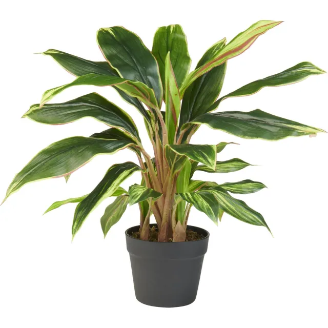 HTT Decorations Kunstplant Cordyline breedbladig H60cm - HTT Decorations kunstplanten Groen