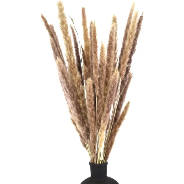 Natuurlijk Bloemen Pampas pluimen - Fluffy pluimen - 15 stuks – Pampas gras – 70 cm - Natuurlijk Bloemen Beige