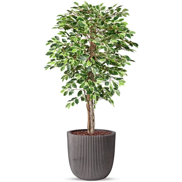 HTT Decorations Kunstplant Ficus bont in planter ball Groove antraciet H170 cm