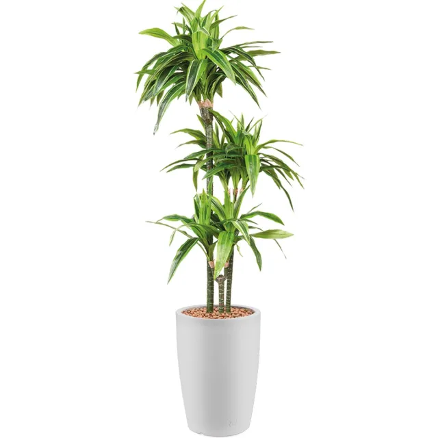 HTT Decorations Kunstplant Dracaena Lemon Lime in Genesis rond H150 cm Wit