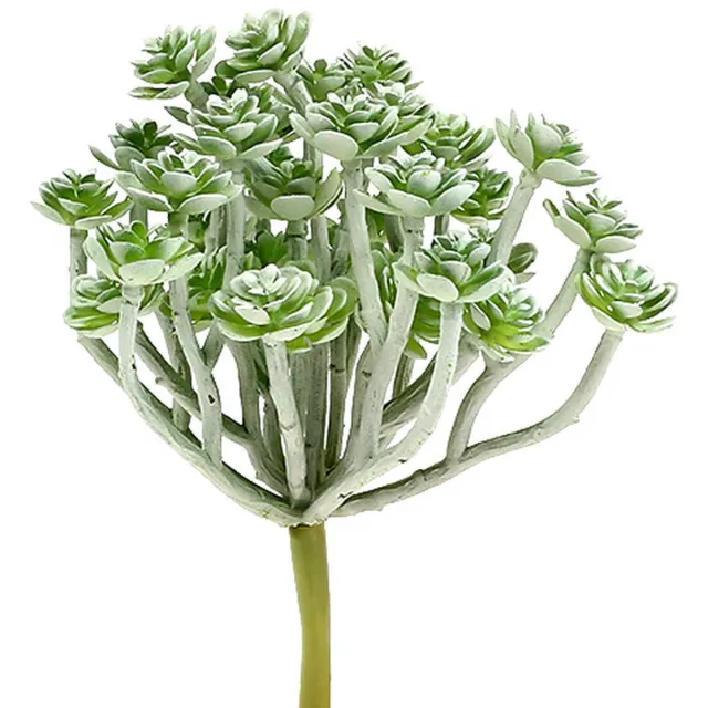 Viana Vetplant Echeveria 17cm Grijs 3 st, 3 Stück