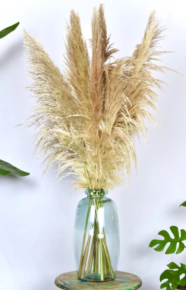 Natuurlijk Bloemen Pampas pluimen 10 stuks| Cortaderia |Droogbloemen | 100cm | Natuurlijk Bloemen Creme