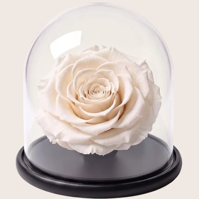 RoseAmor Mini Longlife Roos onder Glazen Stolp 13,5 cm – Echte Houdbare Roos – Ivoorwit – Cadeau voor Haar