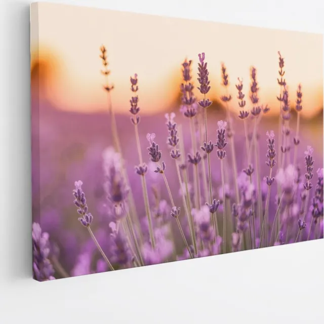 Saammp Canvas Schilderij - Lavendel Close-up - Zonsondergang - Landschap - Natuur - 100x75 - Foto op canvas - Wanddecoratie - Muurdecoratie Woonkamer - Slaapkamer decoratie - Canvas Print Multicolor