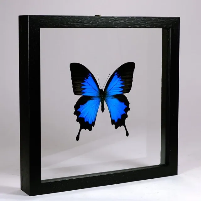 Vlinders in Lijst Opgezette Vlinder in Zwarte Lijst Dubbelglas - Papilio Ulysses