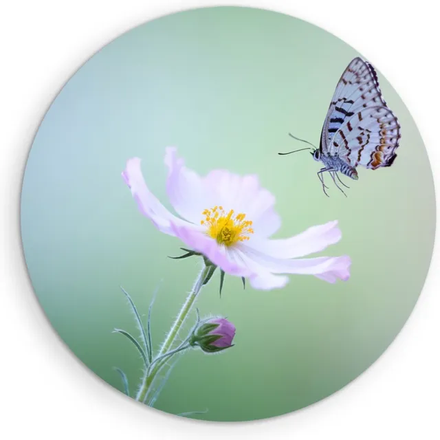 Saammp Muurcirkel Hout - Vlinder - Bloemen - Dieren - Natuur - Ø 40 - Wandcirkel - Wanddecoratie Cirkel - muurdecoratie Woonkamer - Slaapkamer decoratie - Rond Schilderij