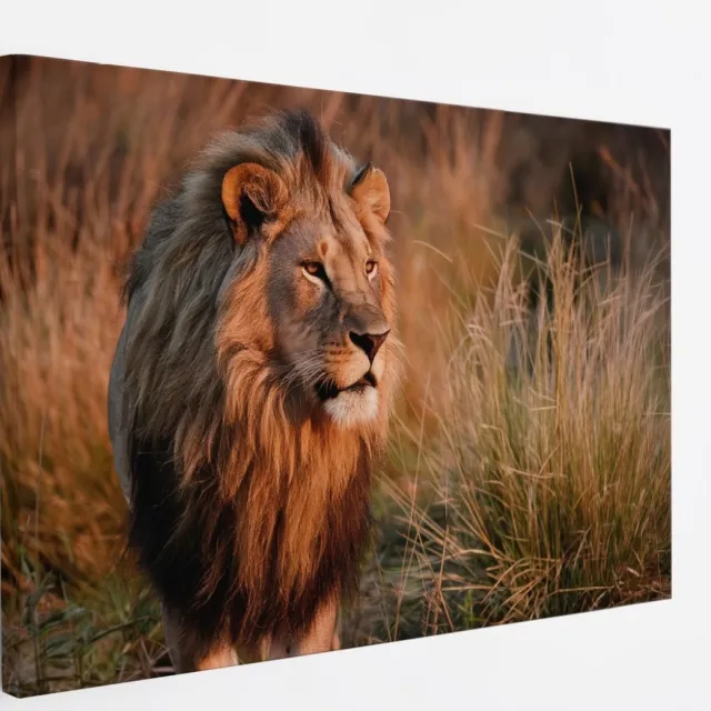 Saammp Canvas Schilderij - Leeuw Tussen Het Hoge Gras - Dieren - Natuur - 120x80 - Foto op canvas - Wanddecoratie - Muurdecoratie Woonkamer - Slaapkamer decoratie - Canvas Print Multicolor