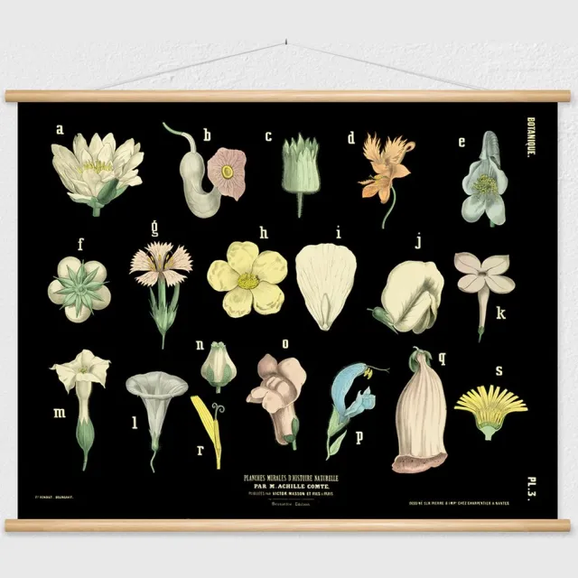 wallchart unlimited Heruitgave van vintage antieke Franse schoolplaat - Kleurrijke bloemen (orde: lamiales) zwart, groen, geel, rood