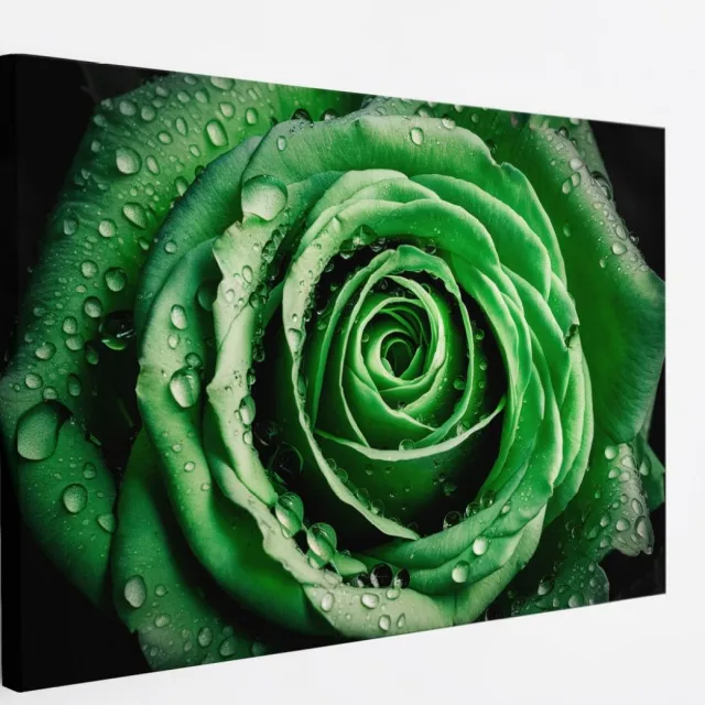 Saammp Canvas Schilderij - Groene Roos - Waterdruppels - Natuur - Abstract - 45x30 - Foto op canvas - Wanddecoratie - Muurdecoratie Woonkamer - Kantoor Decoratie Multicolor