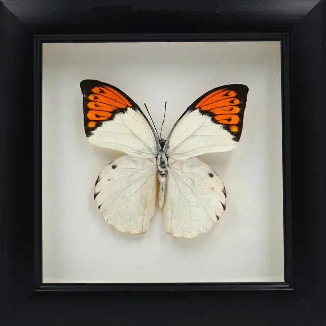 Apeirom Opgezette Vlinder Hebomoia Glaucippe in 3D Lijst - 16 x 16 cm - Zwart - Wanddecoratie Wit Oranje