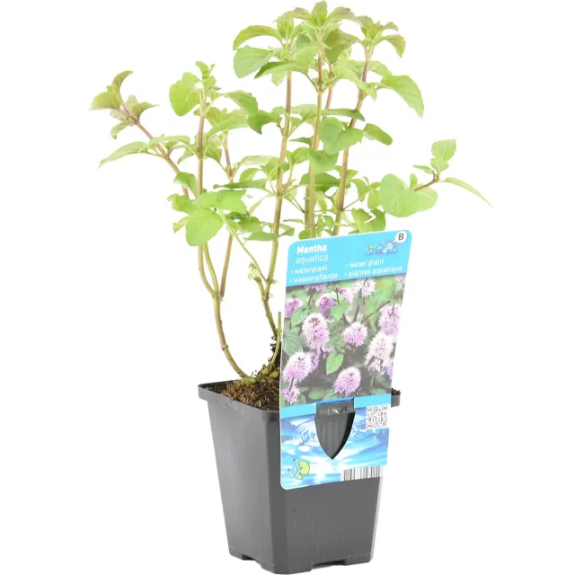 Bloomique Mentha Aquatica - Watermunt - Vijverplanten - Waterplanten - Winterhard - Hoogte 10-20 cm - Pot 9 cm 1x Kweekpot