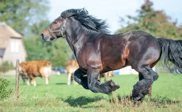 Passion For Art Trekpaarden TW22 - Poster - Ton van der Weerden - 50 x 70 cm kleur