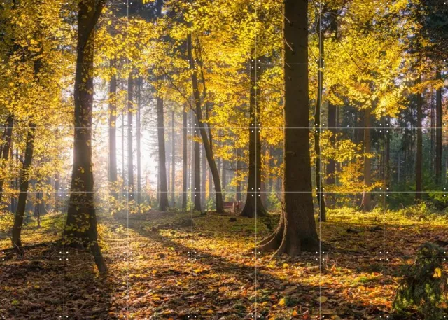 IXXI panoramic forest, Jan Becke - 140 x 100 cm - Grote wanddecoratie en posters - Impressionisme, Fotografie, Naturalisme, Slaapkamer, Woonkamer Geel