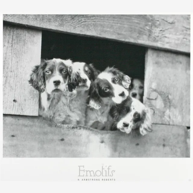 Catch Projecten Poster - Four Puppies - H. Armstrong Roberts - Zwart/Wit - Fotografie - Jaren 80