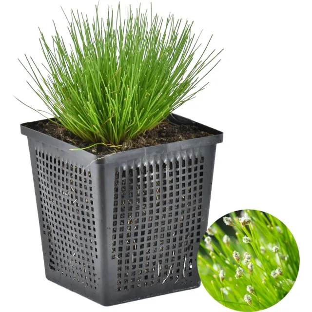 Bloomique Scirpus Cernuus - Naaldgras - Vijverplanten - Waterplanten - Winterhard - Hoogte 10-20 cm - Pot 11 cm 1x Kweekpot