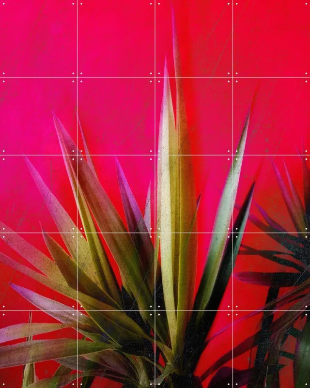 IXXI Magenta and Green, Angelo Cerantola - 80 x 100 cm - Grote wanddecoratie en posters - Abstract, Kleurrijk, Digitale Kunst, Fotografie, Woonkamer Roze