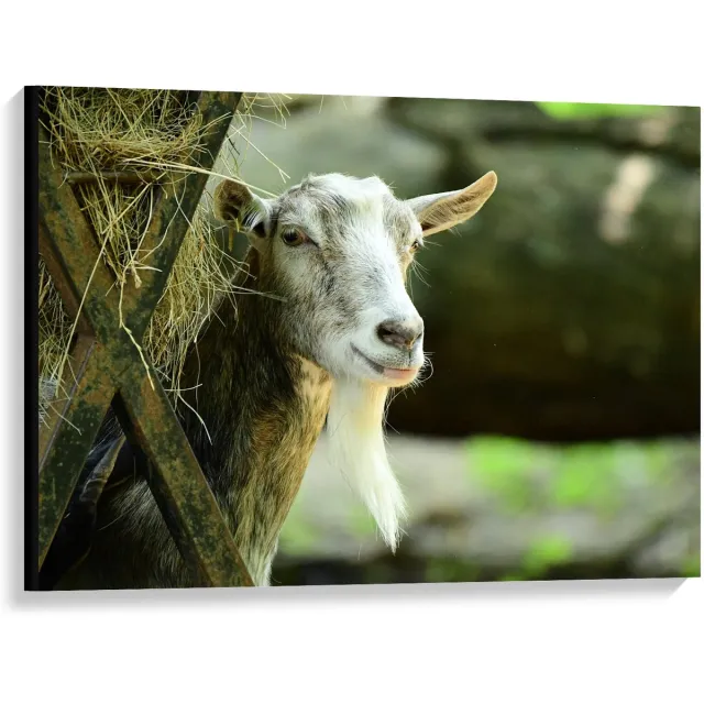 KuijsFotoprint Canvas - Witte Geit met Hooi - 100x75cm Foto op Canvas Schilderij (Wanddecoratie op Canvas) Groen