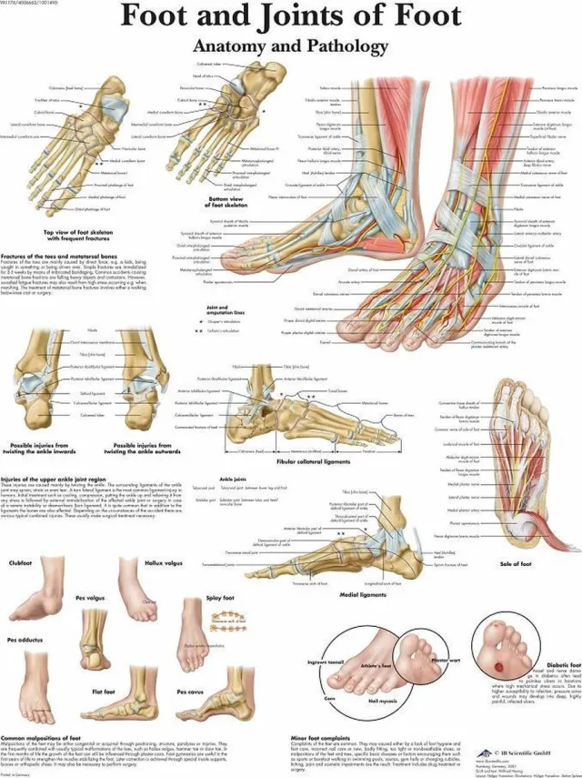 3B Scientific Het menselijk lichaam - anatomie poster voet (gelamineerd, 50x67 cm)