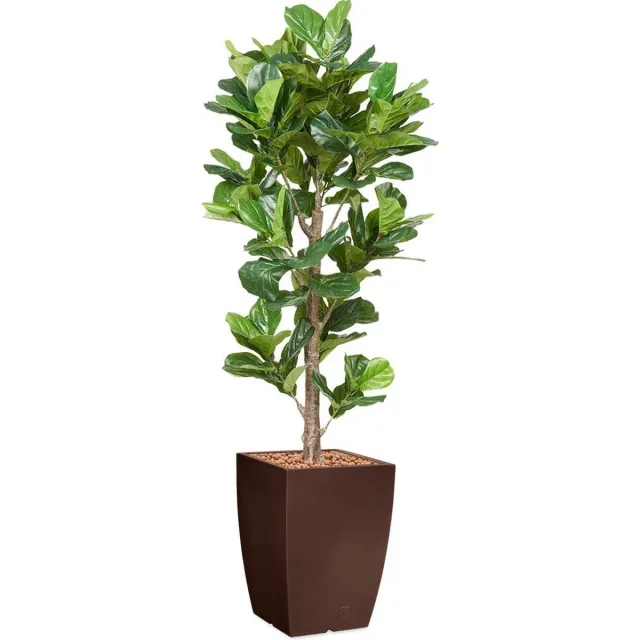HTT Decorations HTT - Kunstplant Ficus Lyrata in Genesis vierkant bruin H230 cm Groen